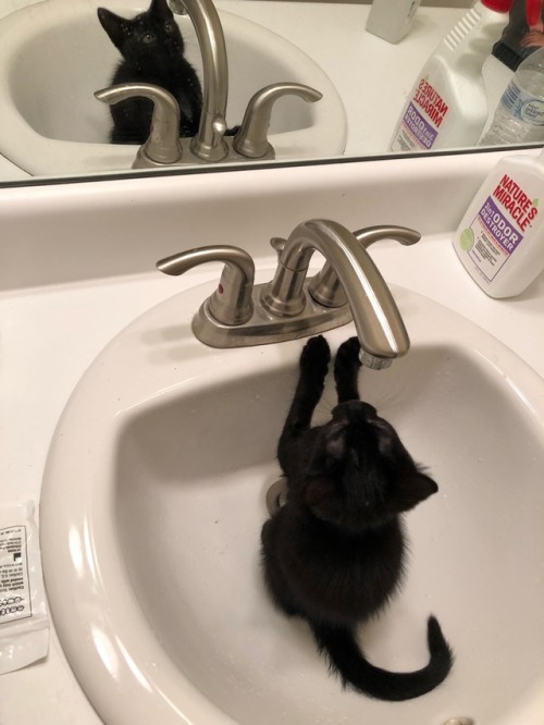 Coal says who cares about the perfectly good water in the bowl.. let’s use the sink