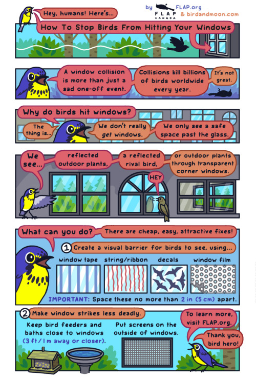 birdandmoon:New comic: How To Stop Birds From Hitting Your Windows. It’s easier than you think! I ma