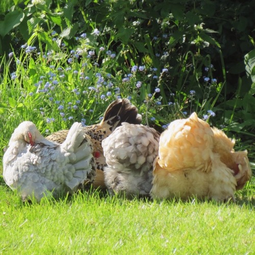 bomberqueen17: withsugarandlime: pips-chooks: I’m happy to report the Preening Parlour open fo