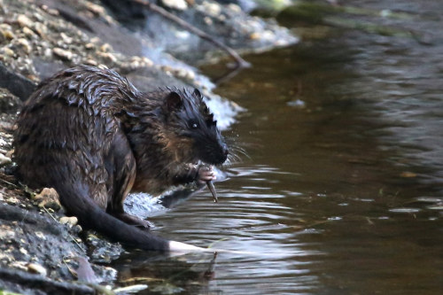 ainawgsd: The rakali, Hydromys chrysogaster, also known as the rabe or water-rat, is an Australian 