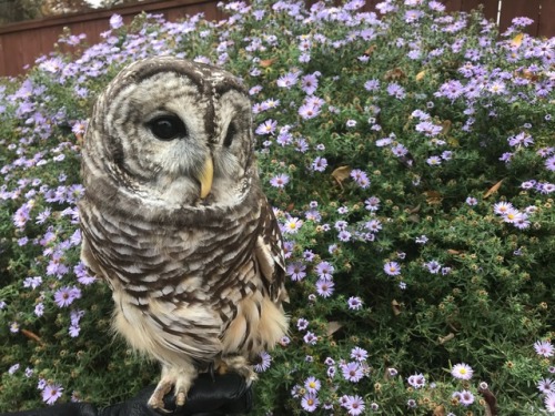 daily-owls:Raptor display at the botanical gardens in St. Louis