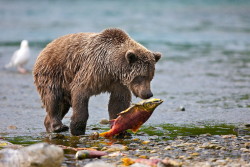 Fuck-Yeah-Bears:  After The Surgery By Buck Shreck