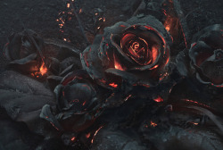 byzantienne:  thesockdolager:  laughingsquid:  A Gorgeous Photo Series That Features Smoldering Roses Covered In Ash and Lit By a Fire Below  Attention byzantienne.  … you know the things I like. ooooh. pretty.