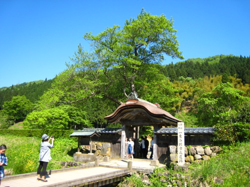 20150505　火曜日一乗谷朝倉氏遺跡　唐門