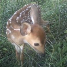 I Want To Be Reincarnated As A Deer