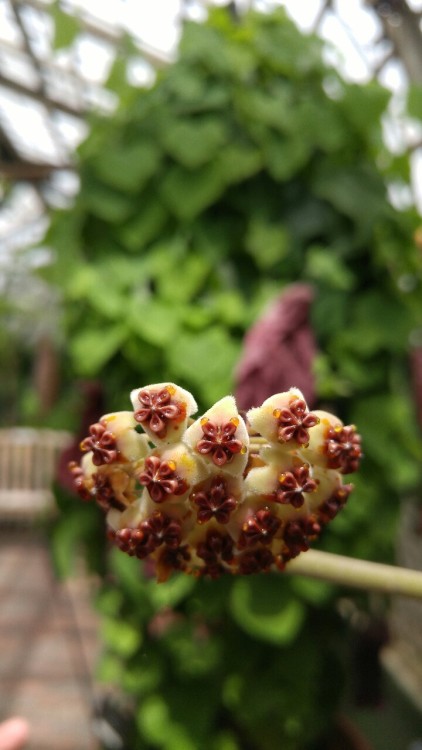 Hoya kerrii is in the milkweed family Apocynaceae. Commonly known as Sweetheart Hoya, it is native t