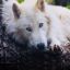 whitewolf-of-rivia