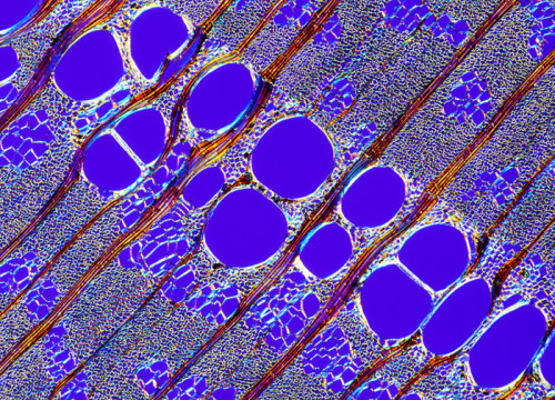 currentsinbiology: Tree Section - Mr. Karl Deckart - Eckental, Germany - Technique: Rheinberg Illumination