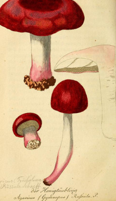 wapiti3:  The edible Mushrooms of the Austrian Imperial State on Flickr.Via Flickr: By: Trattinnick, Leopold, Publication info: Wien: Geistinger, in 1809. Contributed by: Mertz Library, The New York Botanical Garden BHL Collections: New York Botanical