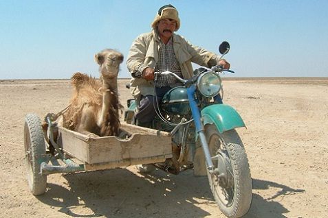 Baby camel transport in Kazakhstan.