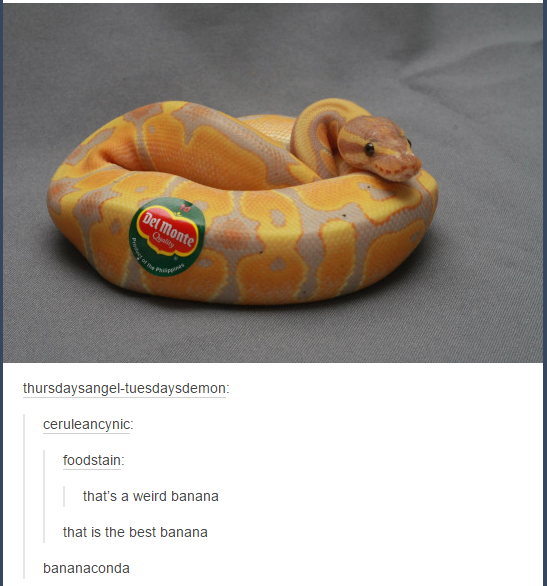 genderoftheday:  Today’s Gender of the Day is: bananaconda 