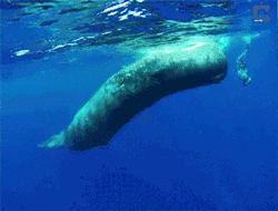 blazepress:  Diver and Sperm Whale spin together.