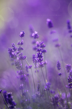 rosemarydanielis: ~ Lavender ~One whiff of its purple perfume restores my belief in magic.  (rights reserved, leave credits * please reblog but not to nsfw 18+) 