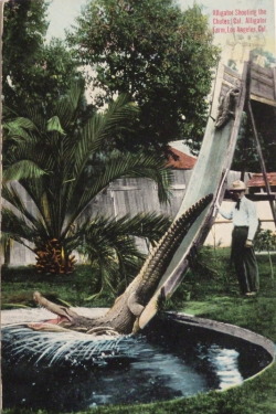 weirdvintage:  Alligators “Shooting the