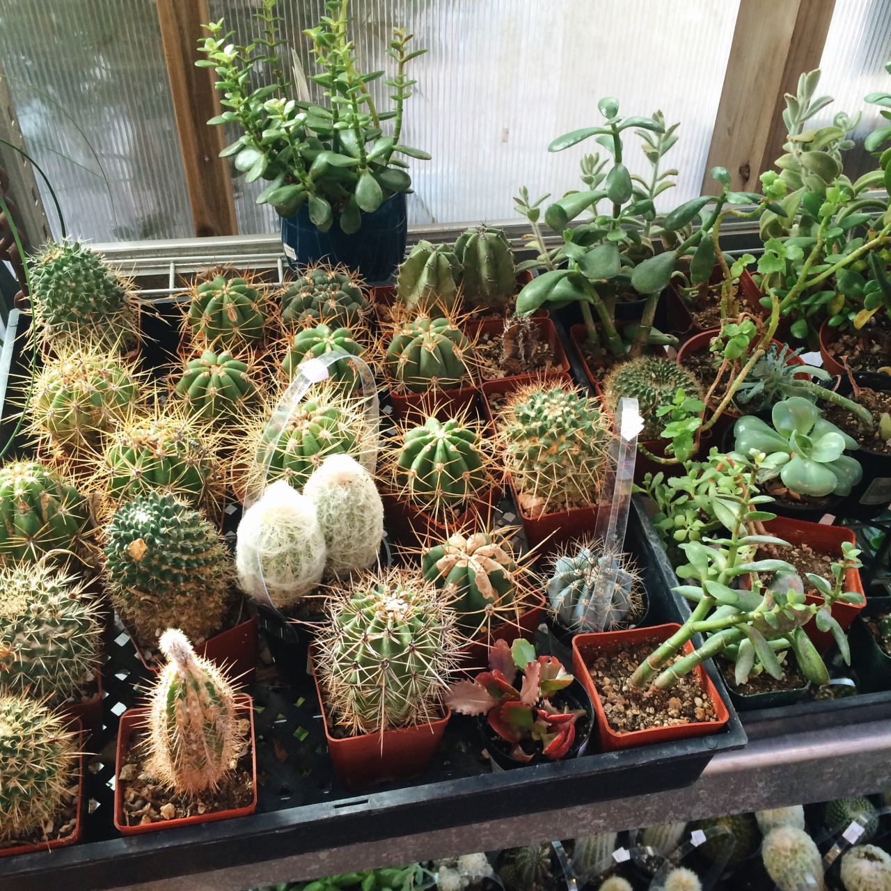 sunfrckles:  cute cactus shop 