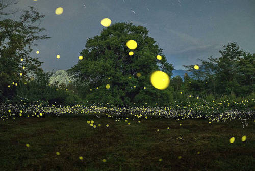 Porn photo culturenlifestyle: Gold Fireflies Dance Through