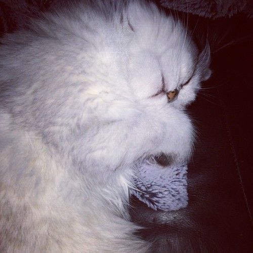 Porn persiancatworld:  #persiancat on ig by http://ift.tt/1fefBAJ photos