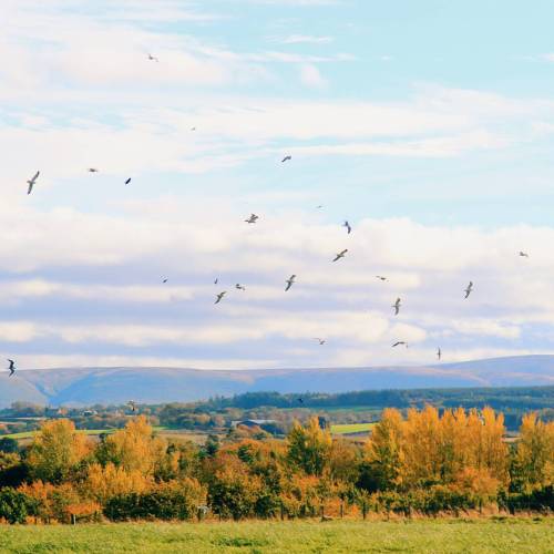 Scenes from the farm II #Edinburgh #langhillfarm #Midlothian #birds #autumn #fallcolours #geopgt #gr