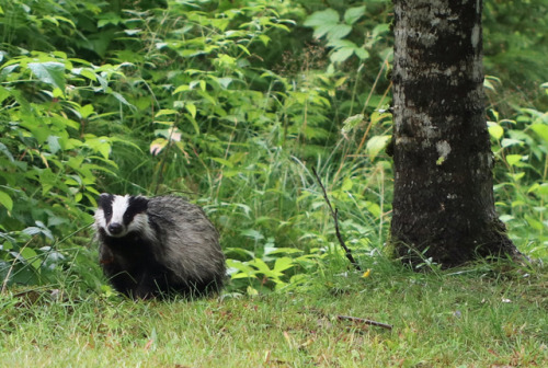 Met this charming fellow this evening. European badger/grävling (Meles meles).