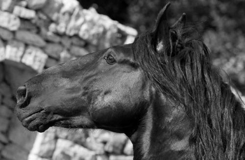 all-the-horses: Strauss di San PaoloNume x ElviraMurgese, StallionBorn 2002