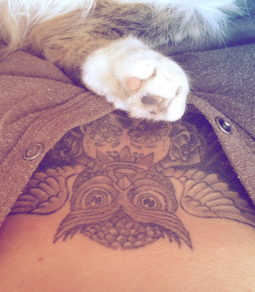 likewildlife:  We love cats.