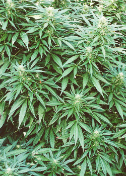 codeinesizzurp:  follow me &amp; I’ll do the same codeinesizzurp.tumblr.com/   