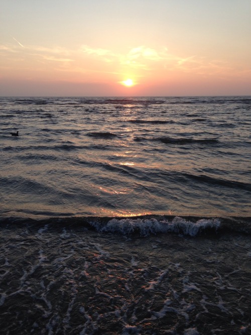 floraehls:  Noordwijk 