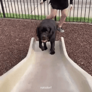 thenatsdorf: Almost made it. (via happycrabday)
