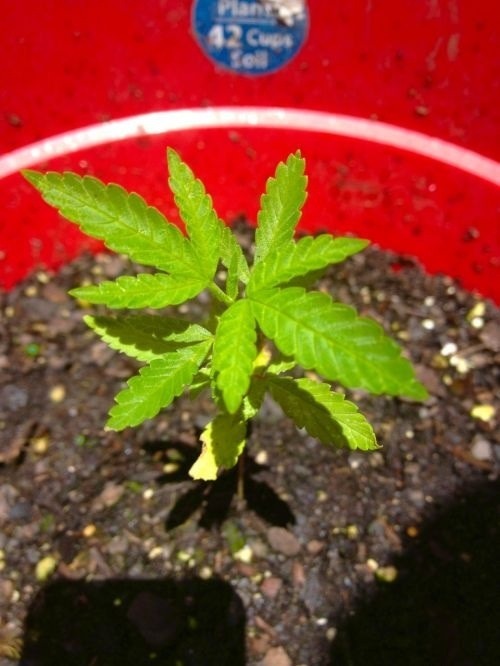 bombbingley: This little girl has grown so much in 2 months. I can’t wait to smoke her!