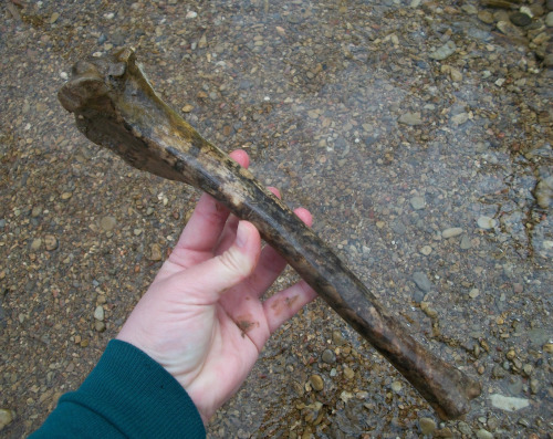 Few more creek bones! Mostly deer leg bones, raccoon jaws & half of a pelvis, dog or coyote toot