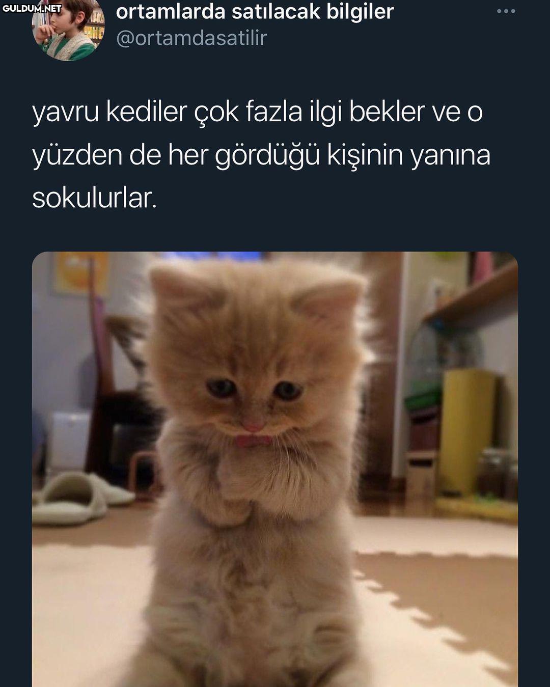 yavru kediymişim...