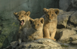 theanimalblog:  Two Boys and a Girl. Photo by Jutta Kirchner