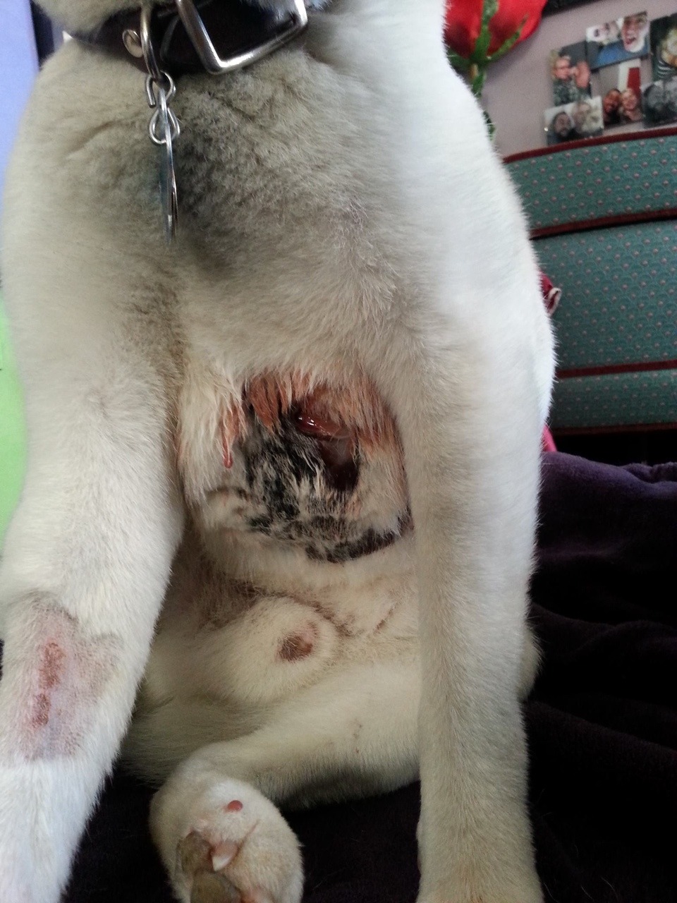 djfblog:   Help Juli Emlore! I took my dog to a local vet. He was sedated for the