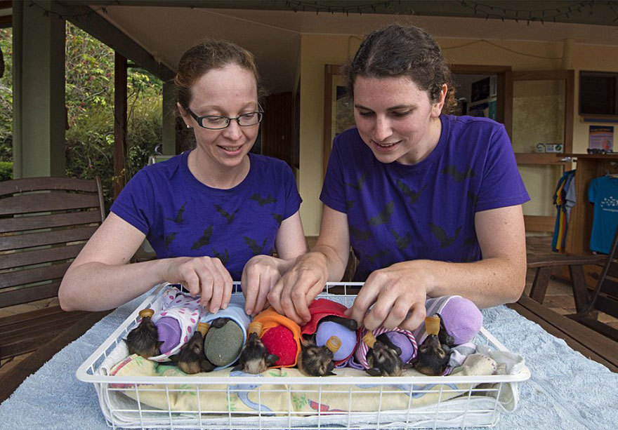 ultrafacts:  1017sosa300:  ultrafacts:    The fruit bat pups at the Tolga Bat Hospital