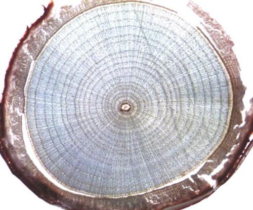 earthandscience:Scientists are using ring growth data, like these shown in a willow shrub, to assess