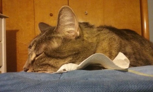 paigek9: The chronicles of my cat and the napkin he found… I tried to take it away, and I fai