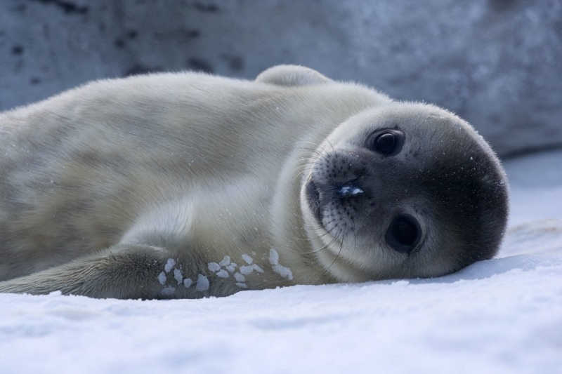 flutterknife:
“ Baby Weddell Seal in Adélie Land, Antarctica — Samuel Blanc, 2006
”