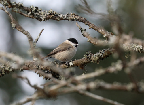 Species of this bird found in North America are referred to as chickadees, but pictured here is a wi