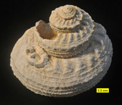 This gorgeous gastropod shell was found on the island of Cyprus in the Mediterranean, which is activ