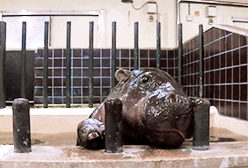 thefrogman:  [video]