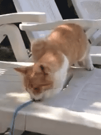 Cineraria:  Cute Cat Falling Fail - Youtube
