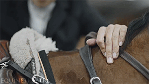 equinetheatre:  Mounting ( x )