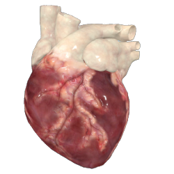 transparensies:anatomical hearts i porn pictures