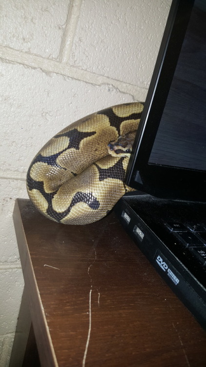 confirmedgeckos: Hide behind the computer snek