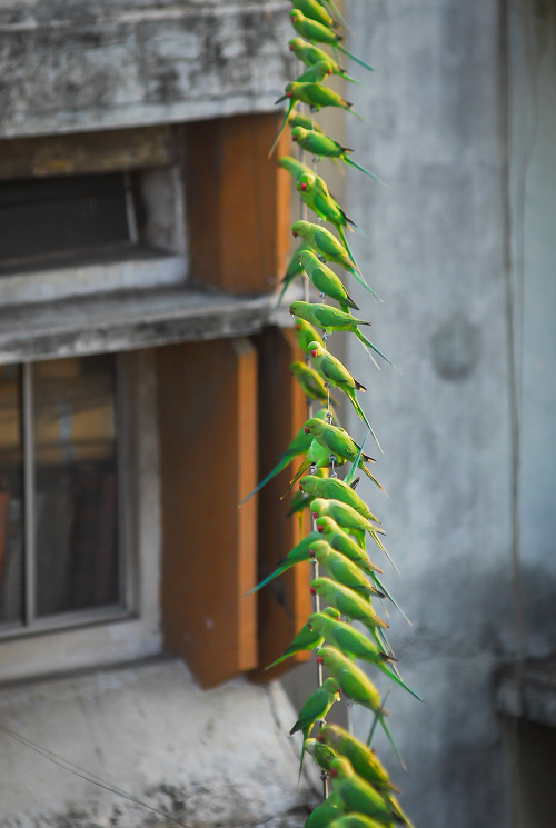 indiaincredible: The ‘Birdman’ of Chennai Feeds Up to 4,000 Wild Green Parakeets Daily f