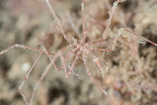 In case you needed one more thing to keep you up at night, meet the Sea Spider: a tiny but sinister 