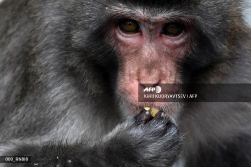 A Japanese macaque eats a piece of melon in its enclosure at the Moscow Zoo on August 18, 2017. Kiri