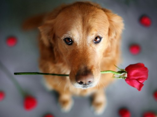 awwww-cute:  Cute Dog with Flower