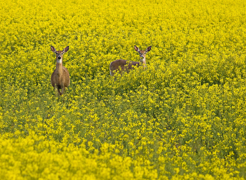 cravehiminallways212:  outdoormagic:  Palouse Peek-a-Boo by PatT&5 on Flickr. Is it PA brown-tail dear season yet…? *smirk* 💋   Well I do love me some brown-tail….. I think one may hop the border and into OH this week….. Then it