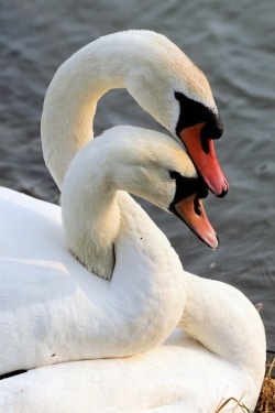 Loving you (Mute Swans entwine their necks